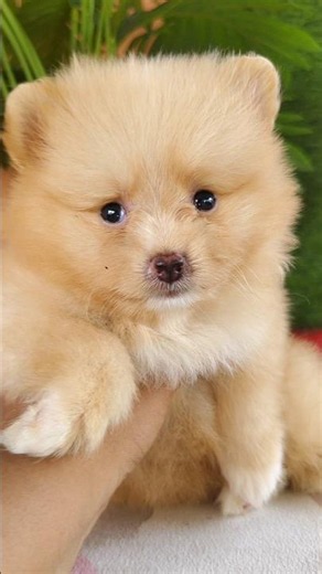 Cutie 🥰।। #toypom #pomeranian #puppy #shortsfeed #pets