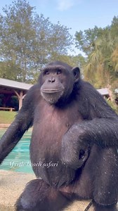 Big vs little chimp😆🩷🦍 #Chimps #chimpanzee #chimps #apes | Kody Antle