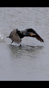 560K views · 6.1K reactions | I have posted cormorants taking off...