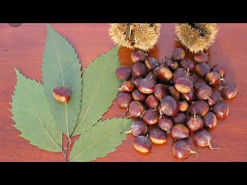 Planting American Chestnut Seeds! 🇺🇸