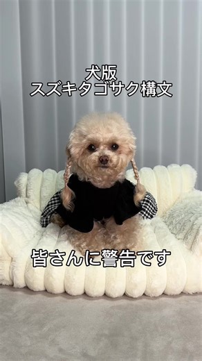 家の中にうんちを仕掛けました — 犬の日常を告白する短編