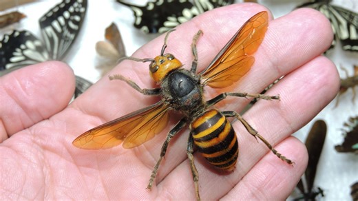 Invasive alien species present in "every country", according to new report - The Weather Network