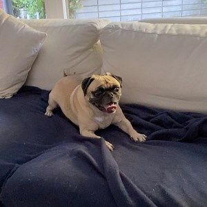 Toffee isn’t loving all the questions from the media @toffeestarpug @houseofhighlights @sportscenter #pugs #pug #pugsofinstagram #puglife #puglove #dogsofinstagram #dogs #dog #pugstagram #instapug #pugoftheday #puglovers #pugworld #mops #puppy #pugsnotdrugs #pugnation #puglover #dogstagram #pugmania #pugpuppy #pugfamily #pugslife #feature #cute #pugclub #puggy #pugpuppies #pugsdaily #toffee | Jimmy O Yang