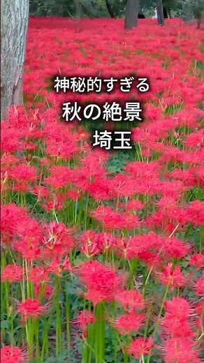 【絶景】今の時期にしか見られない秋の絶景が神秘的すぎた！#巾着田曼珠沙華公園 #埼玉観光 #秋の絶景 #彼岸花