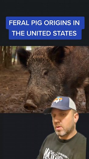 Feral pigs in the United States #feralpigs #pigs #wildgame #hunters #trapping #pighunt