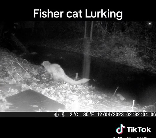 Fisher Cat Lurking and Crying in the Wild