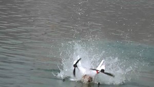 3.1K views · 21 reactions | How to turn your Quadcopter into submarine is possible with splash drone Mariner Quadcopter only. This video has a substitute title. How to kill your DriftHD Ghost Camera. LOL. Watch and learn. This time we had even harder crash in river and I was able to flip it back quicker than before. This was total fun. Mariner Quadcopter truly makes a great water sports aerial filming machine. Enjoy the video and good views from SwellPro | Swellpro | Facebook