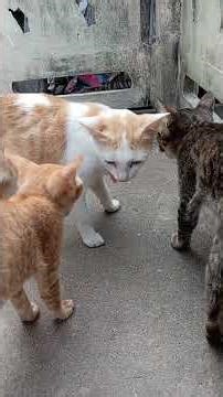 Cat eat food #short#Cat 0709