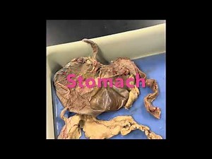 Rabbit Digestive System Dissection