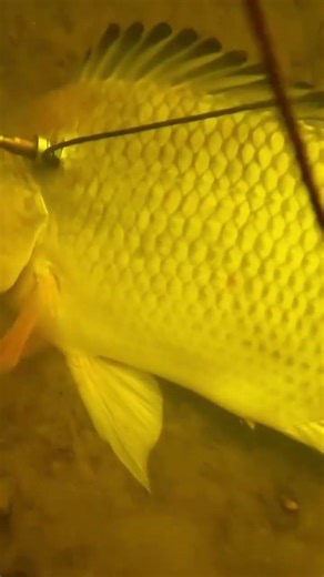 amazing shoot #extreme #fishing #safanafishing