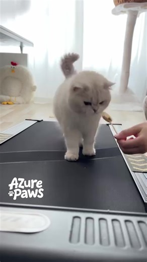 Let's go, champ! Getting my kitty's steps in on the treadmill. 😼💪#CatWorkout #FitCat #CatTreadmill #ActivePet #HealthyCat #CatLife #FitnessMotivation #PetWellness #CatTraining #FunnyCats #CatOfInstagram #CatDad #CatMom #PetGoals