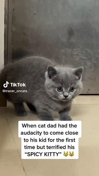 Spicy Kitty's Hilarious Reaction to Dad