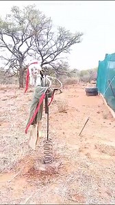8.7K views · 55 reactions | Hester has started her first day at ISAP and stands guard at the Camelthorn nursery to ensure that the Baboons stay away.藍藍 | ISAP | Facebook