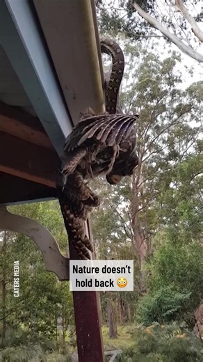 A hungry python devoured a massive bird | Bored Panda Animals