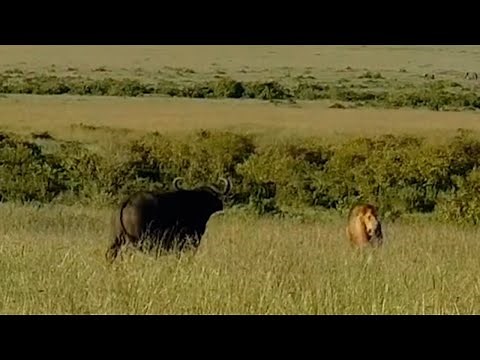 Big black rock male lions take down buffalo with ease