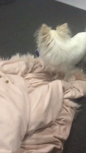 heidi.robins (@heidi20143)’s videos with original sound - HowToBasic