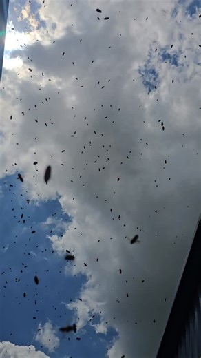 1.3K views · 29 reactions | Bee ASMR If you've ever wanted to be inside a bee swarm Here you go  #asmr #beesbuzzing #bees #swarm #beeswarm #honeybees | Sarah C's Bees | Facebook