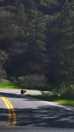 Bear In Road Deer Creek Canyon, Colorado
