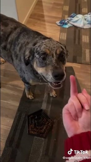 “Giving my dog the middle finger!!!” VIRAL TIKTOK