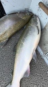 99K views · 1.4K reactions | Still fresh salmon showing up on the Lake Michigan coast line! Took a break from the tree stand to enjoy some time on the water this weekend! #Michigan #fishing #outdoors #outside #salmon #salmon fishing | Michigan Out-of-Doors TV | Facebook