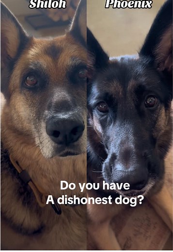 Traitors, I say! These 2 GSDs are camera hams. Dont let them fool you. Just being dramatic dogs. 😂 #blinkonce #gsdlife #dogsoftiktok #germanshepherd #gsd @❌Dena McCoy Drennan❌ @Chip