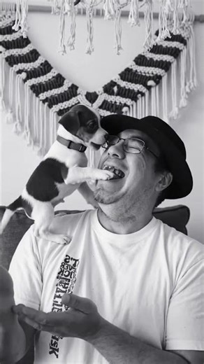 Doggie Daddy #doggiedaddy #funny #dothingsyoudontwanttodo #comedyfilms #helpmemakethismakesense