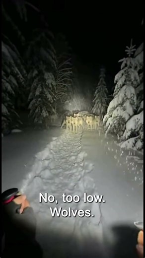 Extremely dangerous encounter between humans and wolves #dangerous #animals