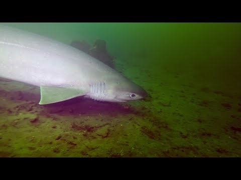 Sixgill Shark Encounter!