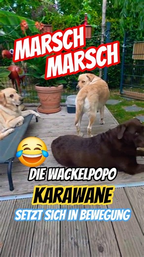 😂😜 March, march, the wiggle-butt caravan is on the move. #funny #labrador #labradordog