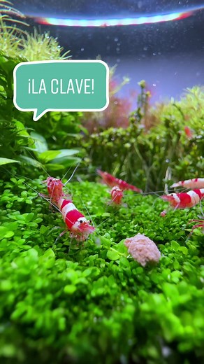 Diferenciar entre gamba macho y hembra fácilmente