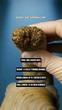 Geoduck: Giant Burrowing Clam! #clam #sea #mud #animals #facts #nature #creature #giant #food #asia