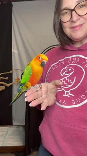 20K views · 810 reactions | Ricky is a hybrid Jenday/Sun Conure...