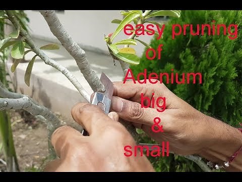how to cut & give desire shape to adenium(desert rose) for more branches ?