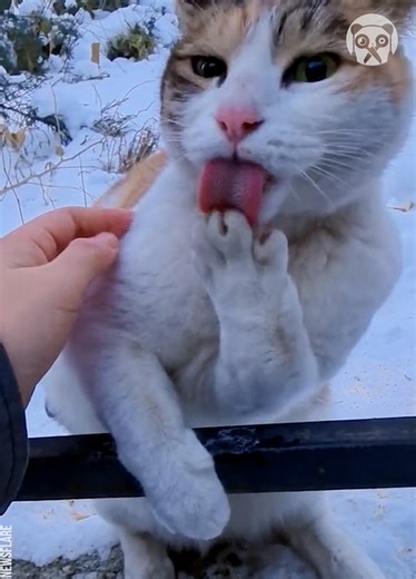 4.3K views · 12 reactions | Woman warms cat's frozen paw stuck to metal pole | Life Bites Gallery | Facebook