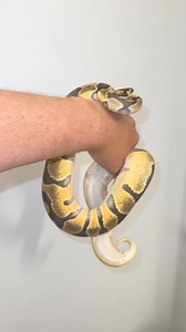 30K views · 488 reactions | Sparkles The Bug Eyed Freak. No one shares the size of their poop. #ballpython #ballpythons #ballpythonmorphs #royal Python #ballpythonsofinstagram #python #pythons #snake #snakes #snek #reptile #reptiles #reptilesofinstagram #reptilelover #reptilekeeper #pet #pets #daily #instagram #tiktok #reels #cute #fun #happy #ballpythonsoftiktok #boise #idaho | Black Lake Reptiles | Facebook
