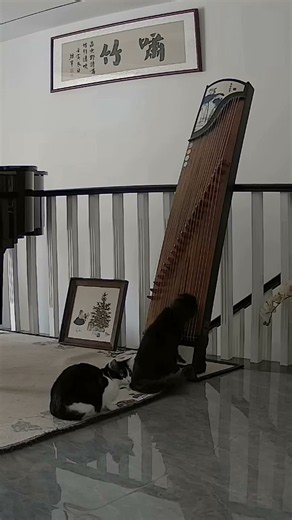 This musical cat plays the guzheng