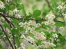 Styrax - Alchetron, The Free Social Encyclopedia