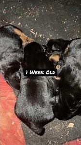 1 Week Old Rottweiler Puppies Update and Big Rotties Playing Before Bed. | Follow Our Journey