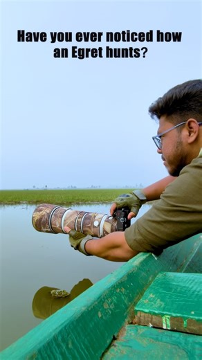 Sayantan Mondal on Instagram: "Calm water.Controlled movement. A subtle vibration beneath the surface. This is foot trembling , a hunting technique that forces camouflaged prey to reveal themselves. In the wild, survival belongs to those who create opportunity. Sony a6700 + 200-600mm [wildlife, wildlife photography, wildlife videography, bird photography, bird videography, bird behavior, egret, little egret, egret hunting, fishing bird, hunting technique, foot trembling, foot stirring, bird hunt