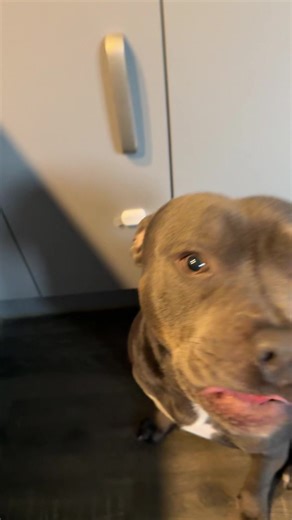 He’s so sick of this 🤣 #trend #tik #tok #dogs #dogtok