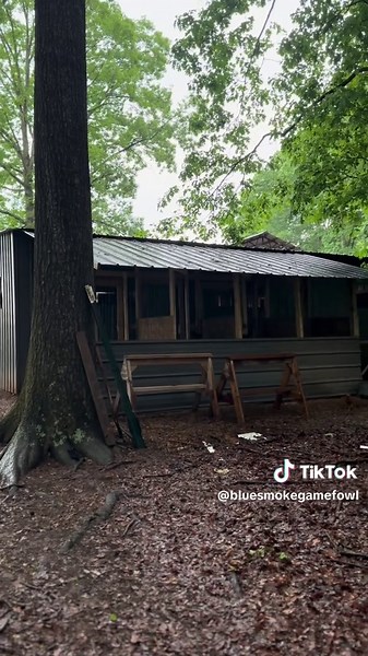 Bluesmoke gamefarm #gamefowl #gamefowlbreeders