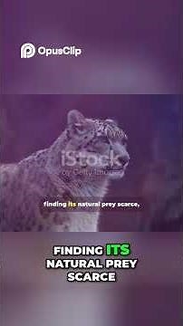 Snow Leopard’s Struggle Climate Change, Human Conflict, Endangered #Big #Cat