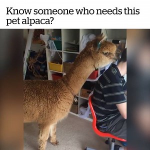 A wild alpaca appeared... 😂 | VT