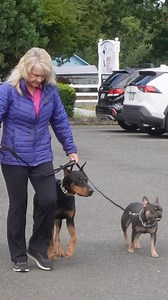 7.1K views · 121 reactions | Ever struggled with walking two dogs at...