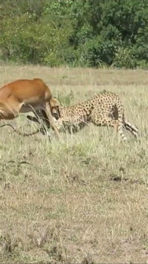 Leopard hunts an antelope | Wild World