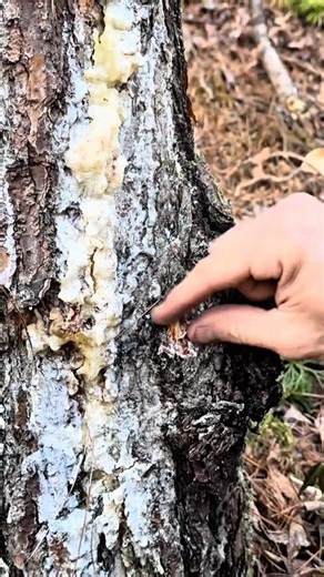 If You See This on a Tree, Stop❗️