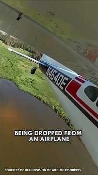 This is Fish Stocking....Watch Out! #Fish #Animals #Wildlife #Nature #Shorts