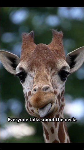 Most People Think These Are Horns | Giraffe Facts