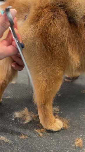 POV: I groomed a chicken nugget 🐶