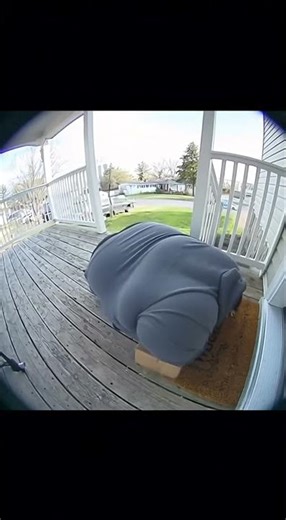 Porch Pirate Falls Through Deck While Trying to Steal Package